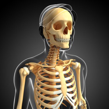 insan Önden Görünüm iskelet