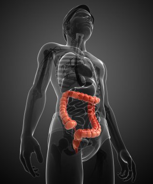 kalın bağırsak erkek anatomisi