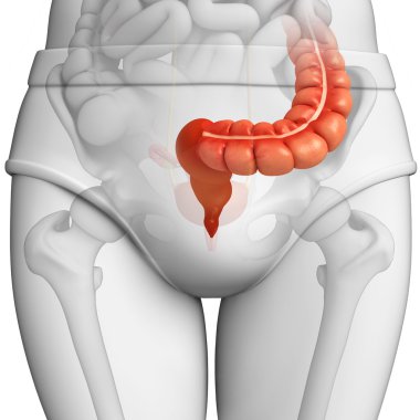 Male large intestine anatomy clipart