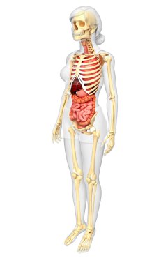 dişi iskeleti ve sindirim sistemi