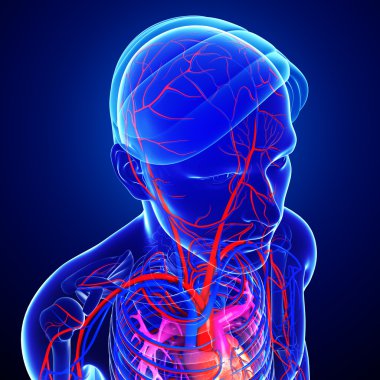 İnsan kafa arterler