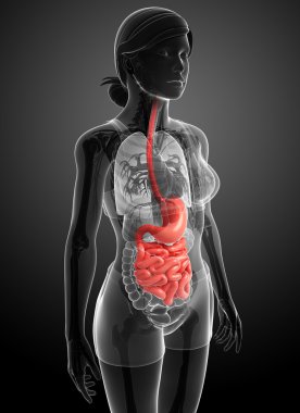 erkek anatomisi ince bağırsak