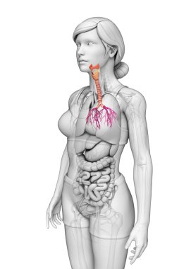 kadın boğaz anatomisi