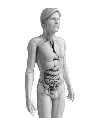 erkek anatomisi, sindirim sistemi