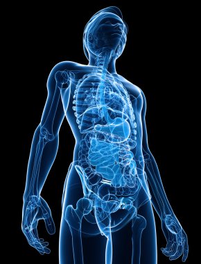erkek vücudunun Xray sindirim sistemi