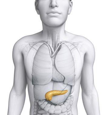 Male pancreas anatomy clipart