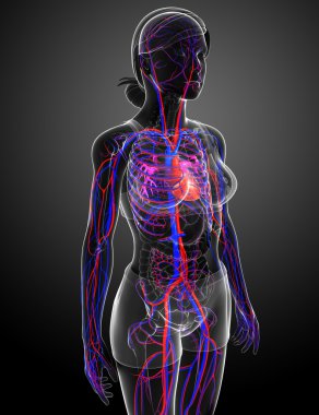 kadın dolaşım sistemi