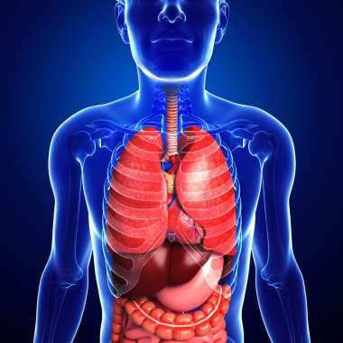 erkek vücudunun sindirim sistemi