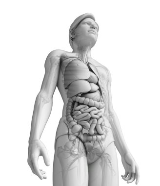 erkek anatomisi, sindirim sistemi