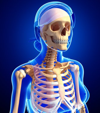 İnsan iskeleti anatomisi