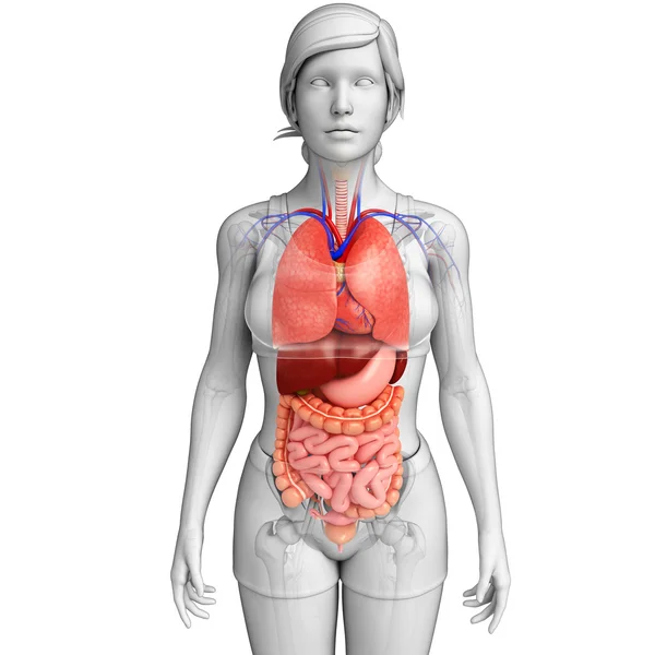 Opere d'arte del sistema digestivo femminile — Foto Stock