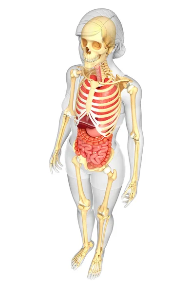 Kvinnliga skelett och matsmältningssystemet — Stockfoto