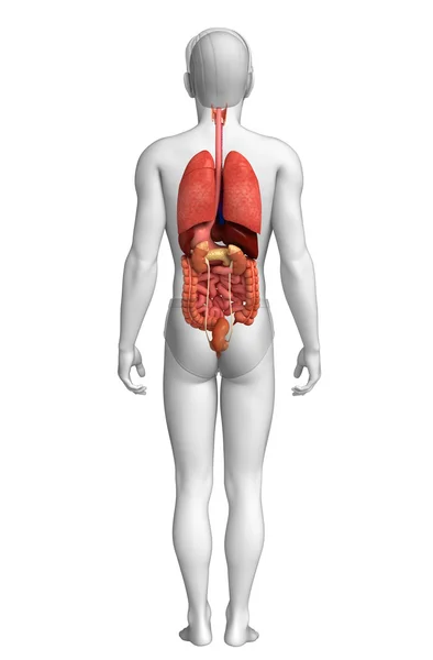 Matsmältningssystemet av manliga kroppen — Stockfoto