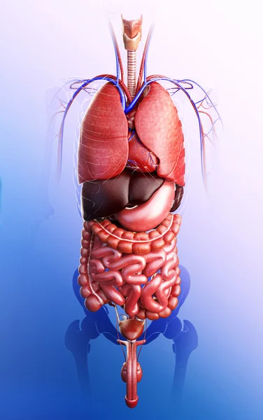 Mannelijke spijsverteringsstelsel illustraties — Stockfoto