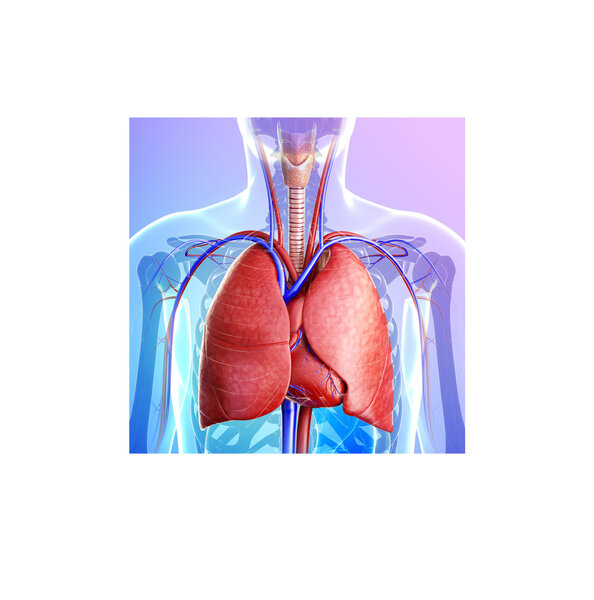 Анатомия мужских лёгких
