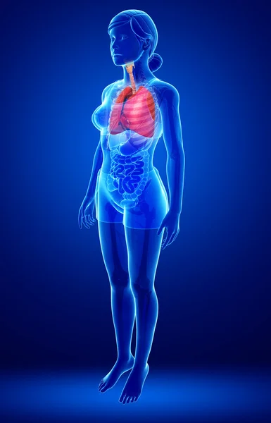 Insan akciğerler anatomi — Stok fotoğraf