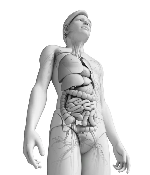 Digestive system of male anatomy — Stock Photo, Image