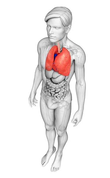 Anatomia polmonare maschile — Foto Stock