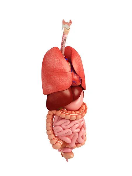 Kadın sindirim sistemi resmi — Stok fotoğraf