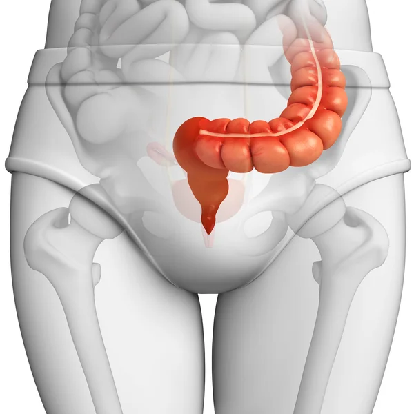 Anatomía del intestino grueso masculino — Foto de Stock