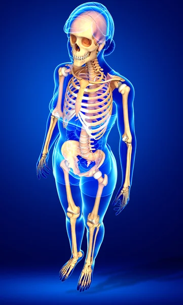 Esqueleto humano vista lateral — Fotografia de Stock