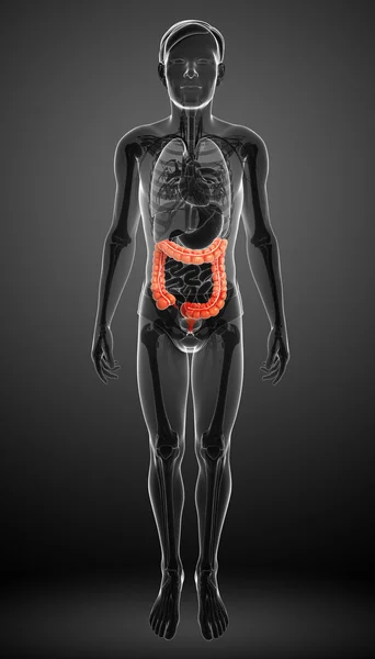 Anatomia do intestino grosso masculino — Fotografia de Stock