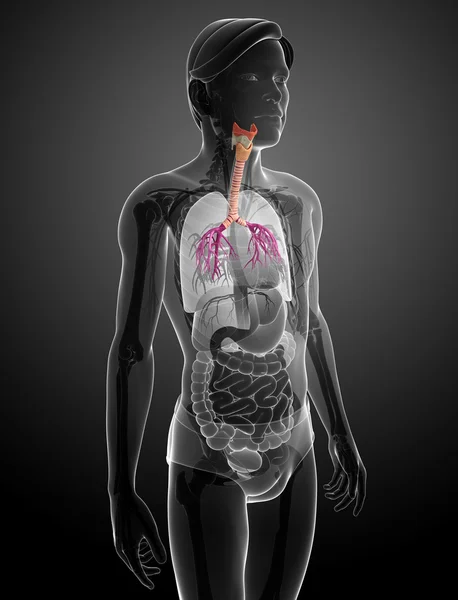 Anatomie van de mannelijke keel — Stockfoto