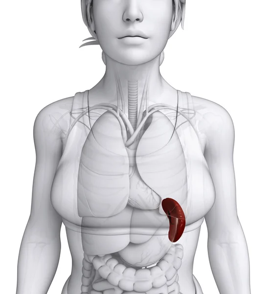Anatomia kobiety śledziony — Zdjęcie stockowe