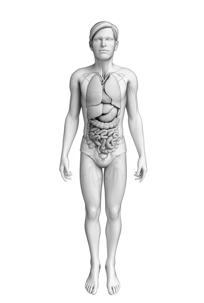 男性の解剖学の消化器系 — ストック写真