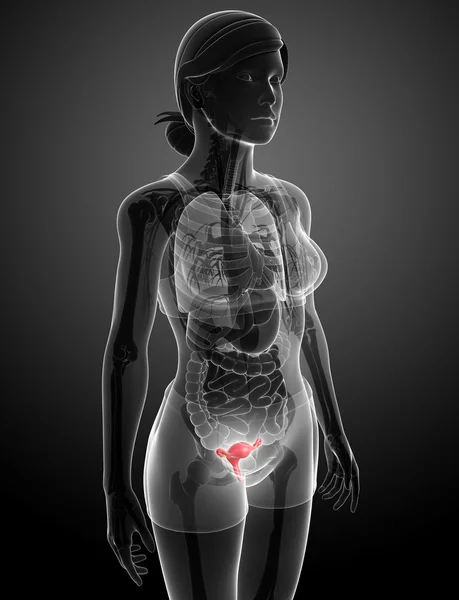 Kvinnliga livmodern anatomi — Stockfoto