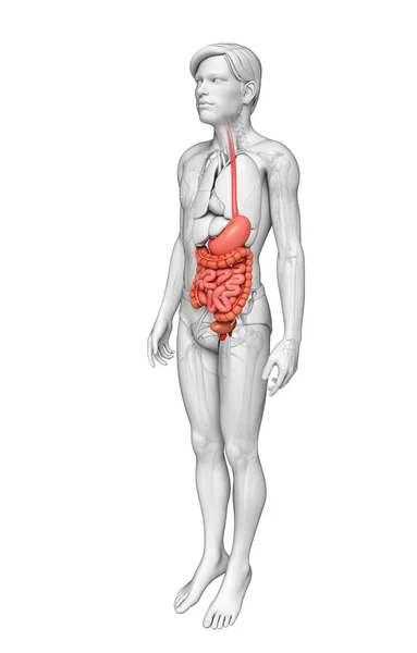 Анатомия тонкой кишки у мужчин — стоковое фото