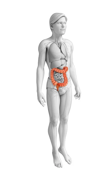 Male large intestine anatomy — Stock Photo, Image