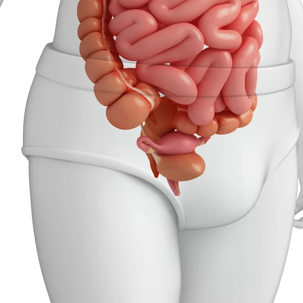 Female urinary system — Stock Photo, Image
