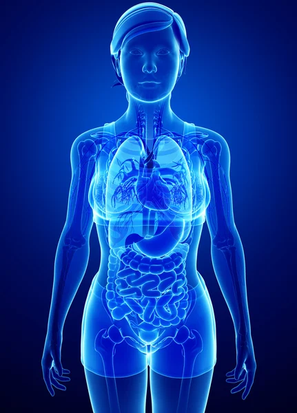 Sistema digestivo com anatomia feminina — Fotografia de Stock