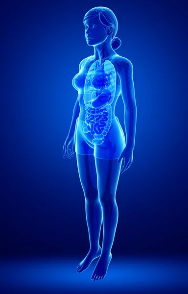 Female xray digestive system — Stock Photo, Image