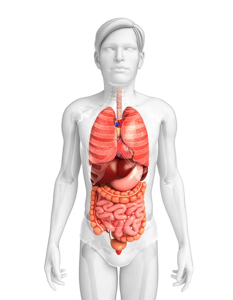 Verdauungssystem des männlichen Körpers — Stockfoto