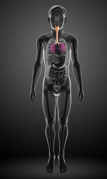 Anatomía de garganta masculina — Foto de Stock
