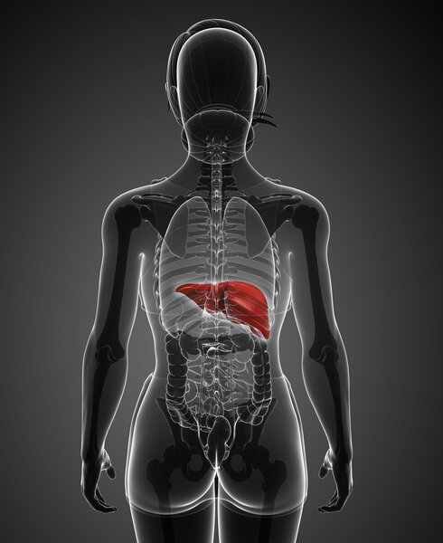 Анатомия женской печени
