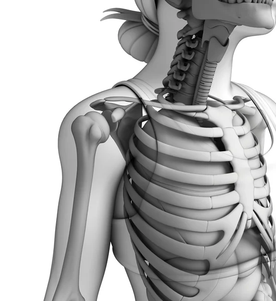 Human shoulder artwork — Stock Photo, Image