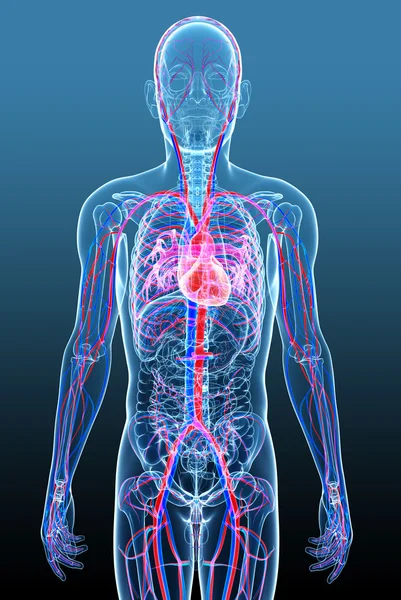 Męski układ krążenia — Zdjęcie stockowe