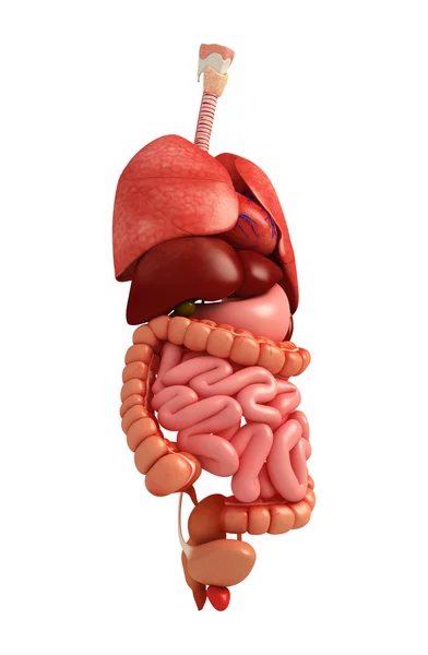 Sistema digestivo do corpo humano — Fotografia de Stock