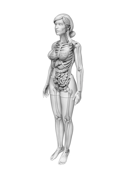 Sistema digestivo de la anatomía femenina — Foto de Stock