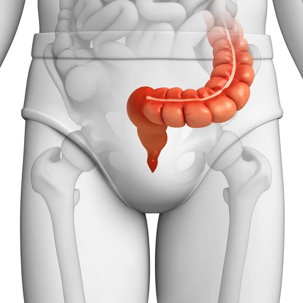 Anatomie du gros intestin masculin — Photo