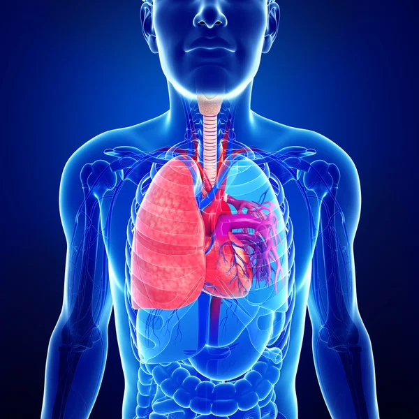 Male lungs anatomy — Stock Photo, Image