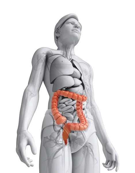 Male large intestine anatomy — Stock Photo, Image