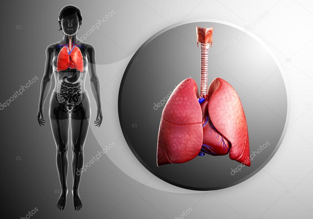Human lungs anatomy