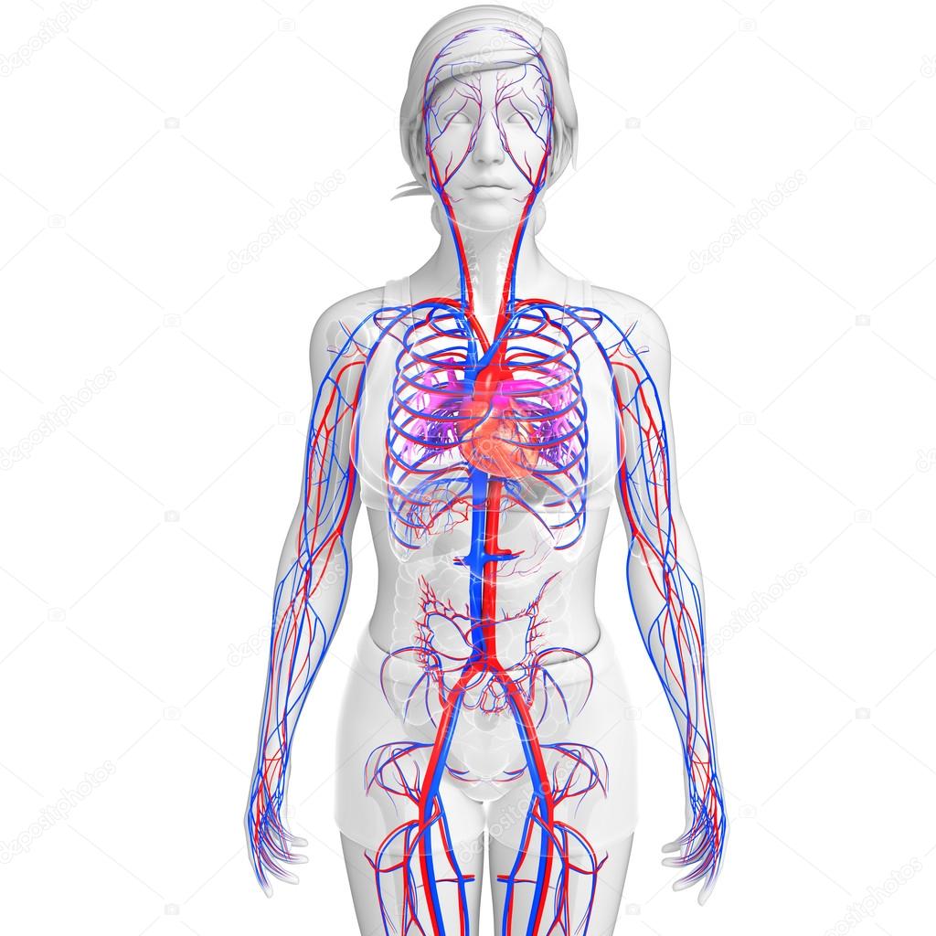 Female circulatory system