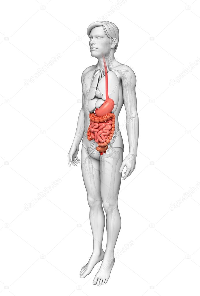 Small intestine anatomy of male