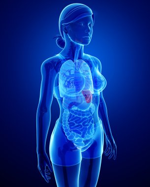 kadın dalak anatomisi