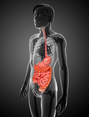 erkek anatomisi ince bağırsak